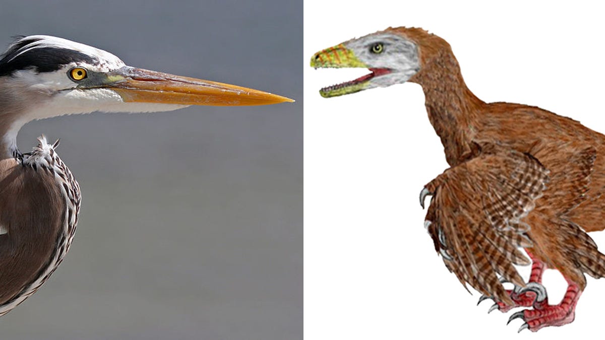 Predatory Birds Remind Us That Inside, They're 100 Dinosaur