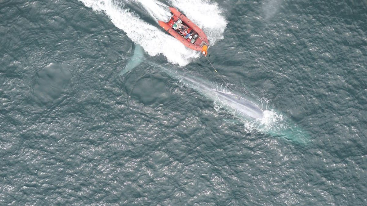 First Measurements of a Blue Whale’s Heart Rate Is a Glimpse Into the Biology of Extremes