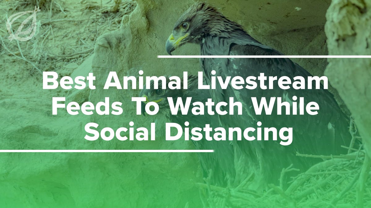 Best Animal Livestream Feeds To Watch While Social Distancing
