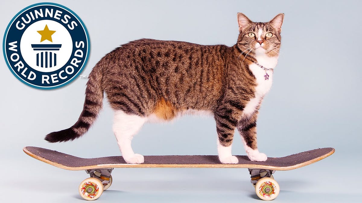 How To Teach Your Cat Tricks