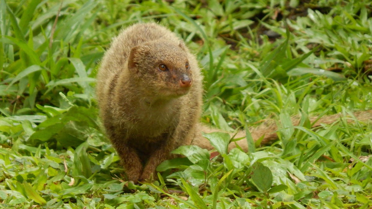 Mongooses Stink Less, Have Bigger Balls After Invading Islands
