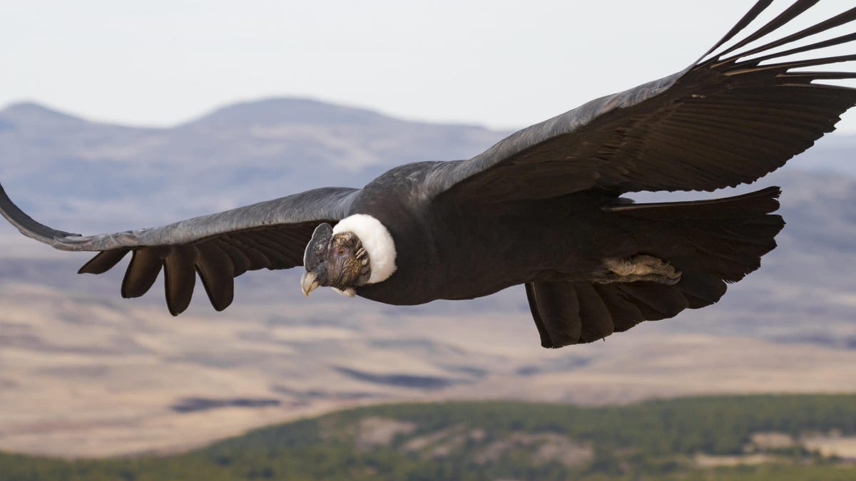 condor wingspan
