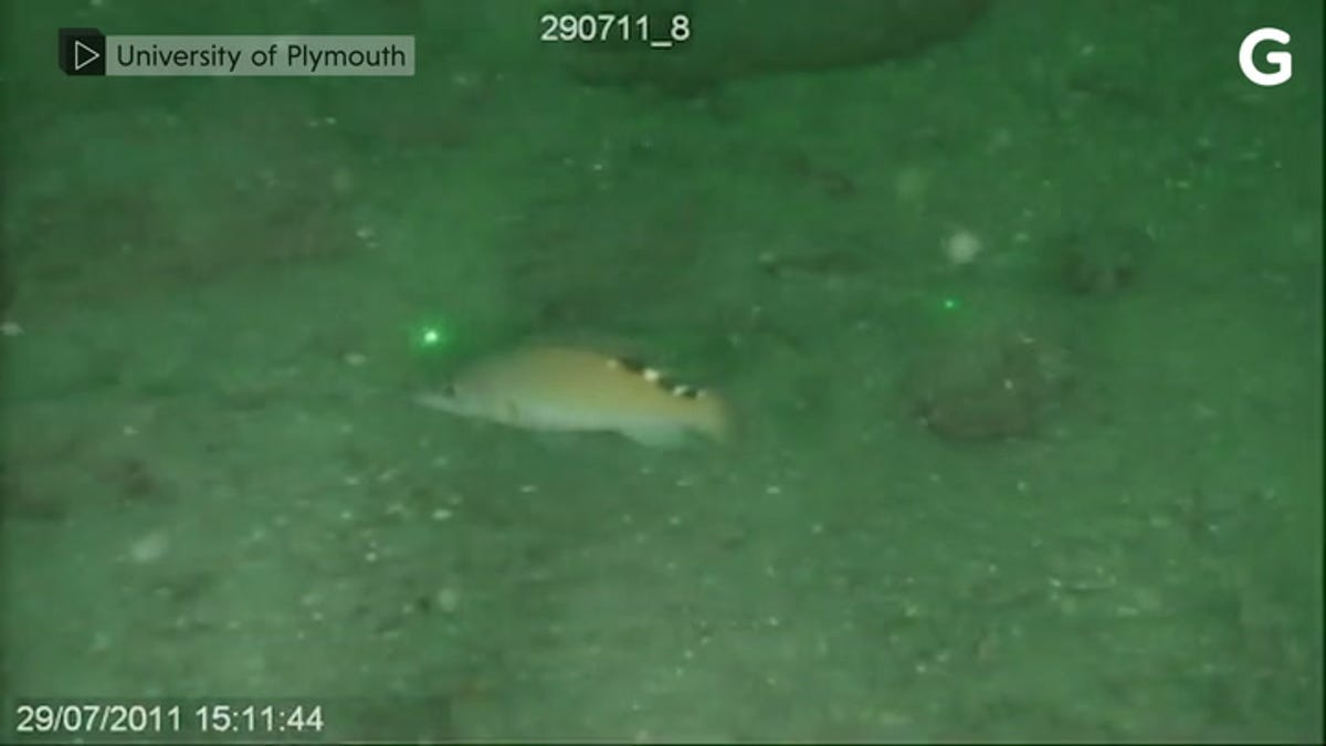 Watch Wild Fish Chase a Laser Pointer - Gizmodo