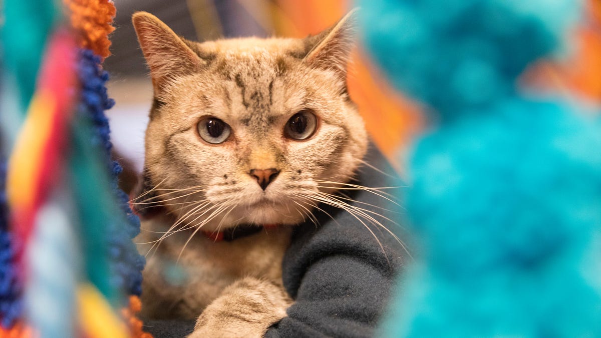 Scientists Talked To Cats To Figure Out If They Know Their Own Names