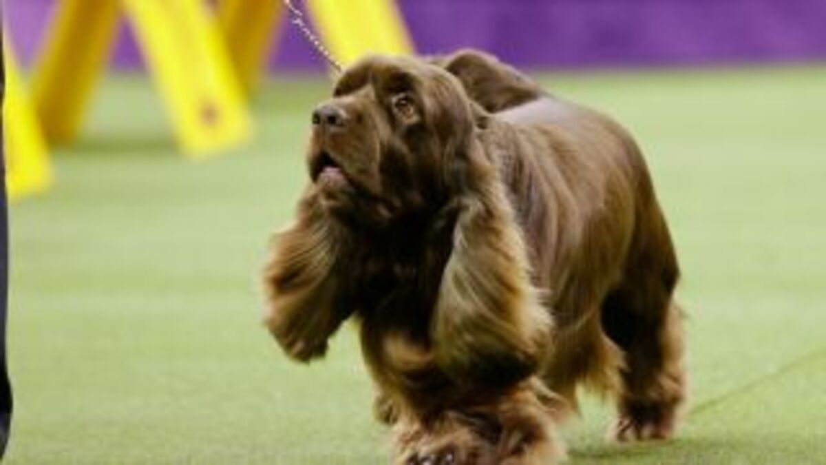 bean westminster dog show