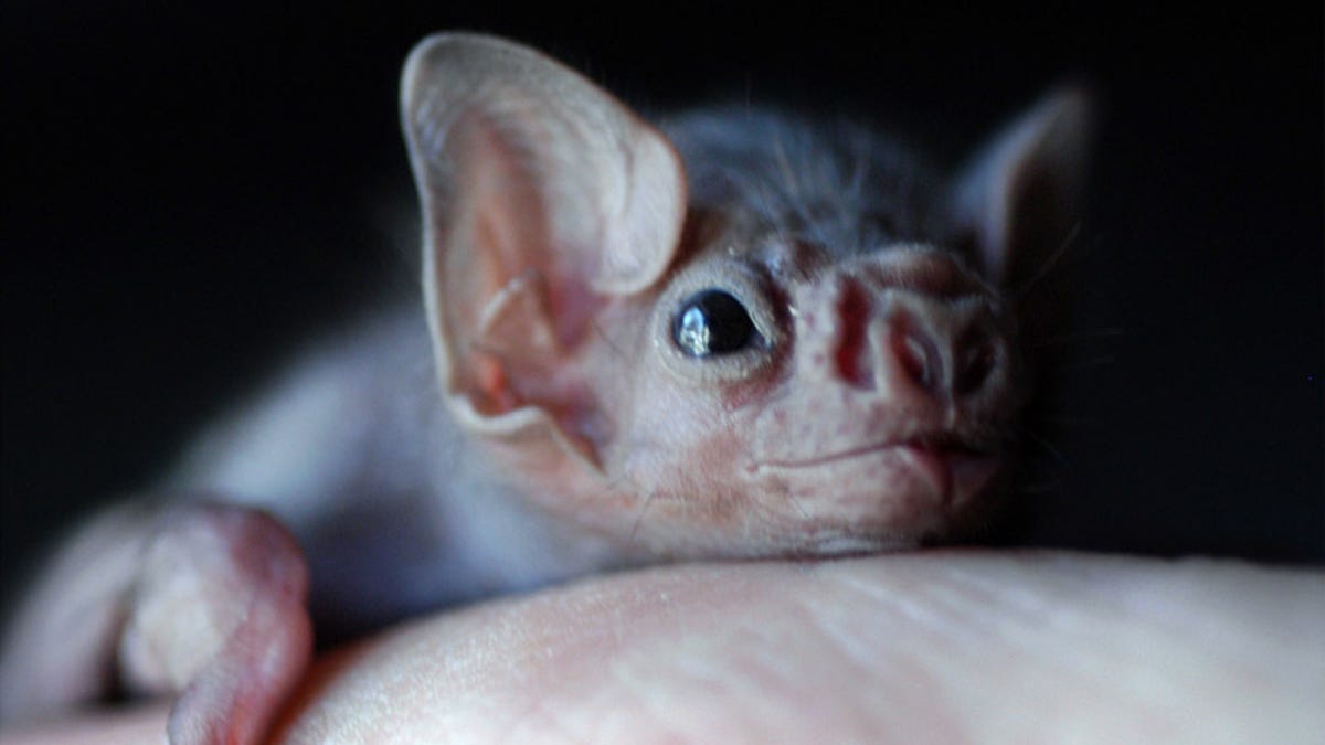 Some Vampire Bats Have Started Biting Humans (and It's ...