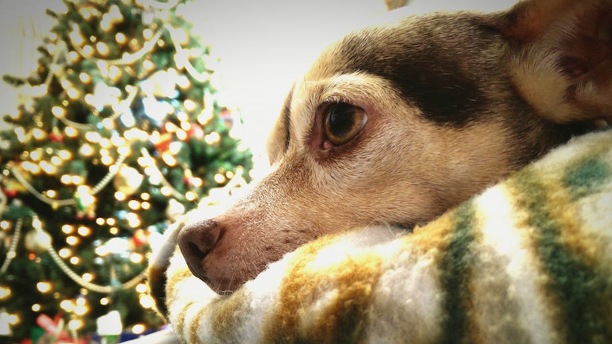 Psa Keep Pets Away From Christmas Tree Water