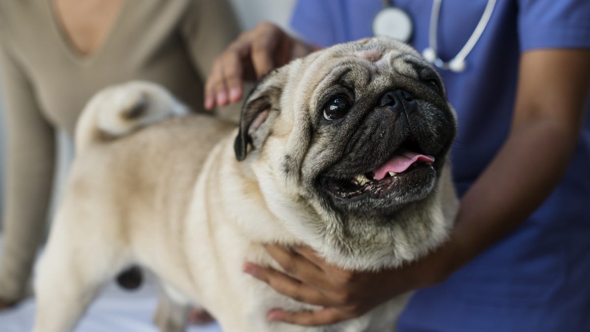 Can You Use Your FSA and HSA Benefits on Your Pets?