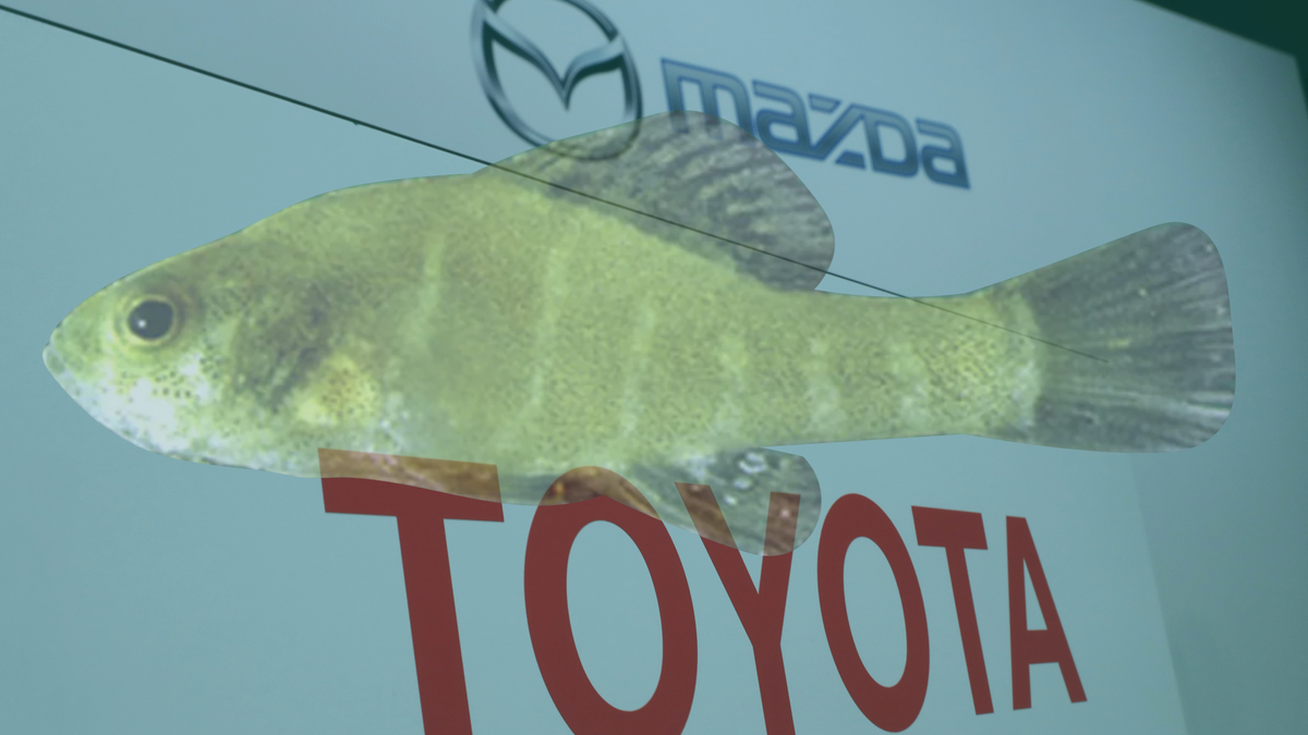 Why A Tiny Fish Is Stalling The New Toyota Mazda Factory