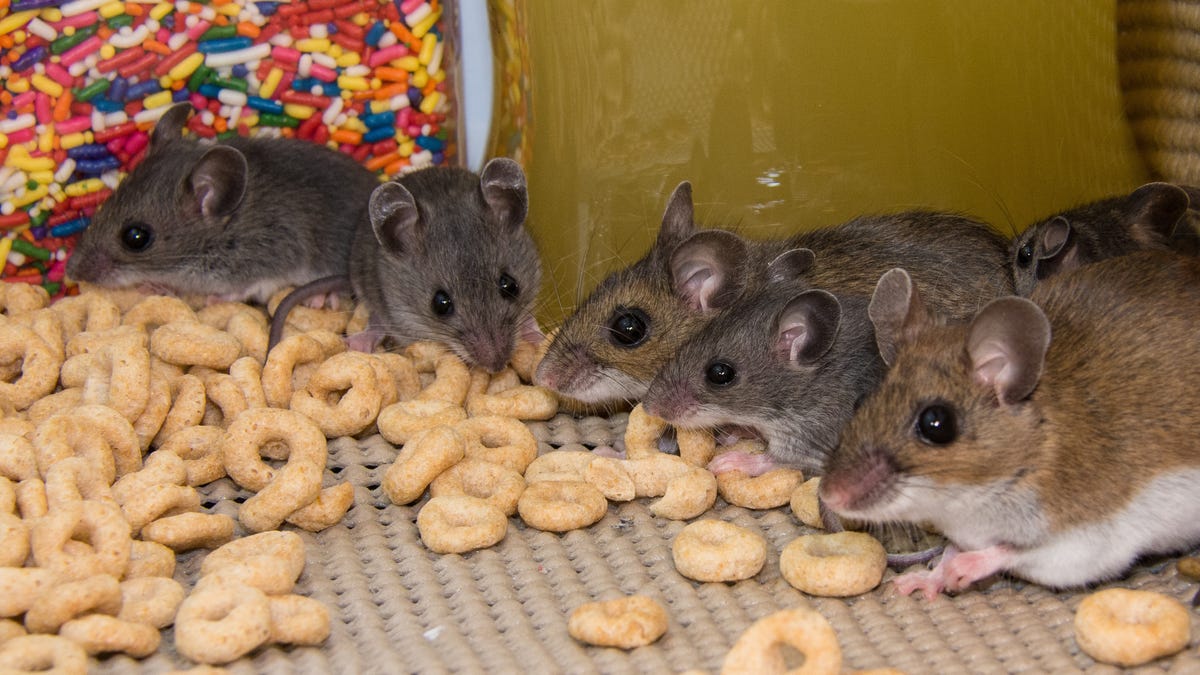 How to Get Rid of Mice Without Actually Killing Them