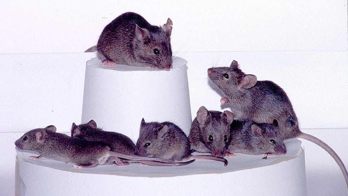 Researchers found a way to install small robots in mouse shops