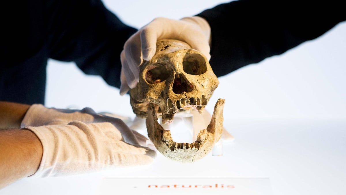 Early Humans Were Walking Around With Ape-Like Brains, Study Finds - Gizmodo