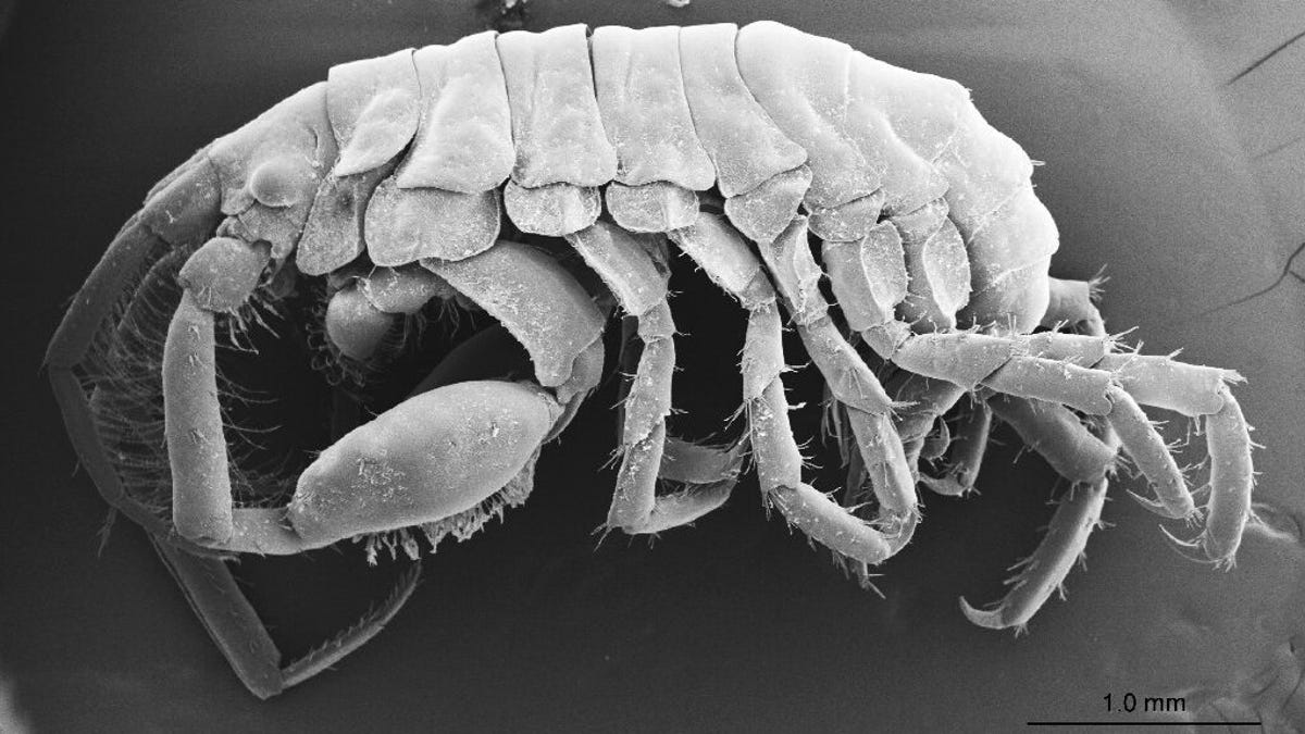 Scientists Find New Crustacean Species Living in Whale Shark's Gills