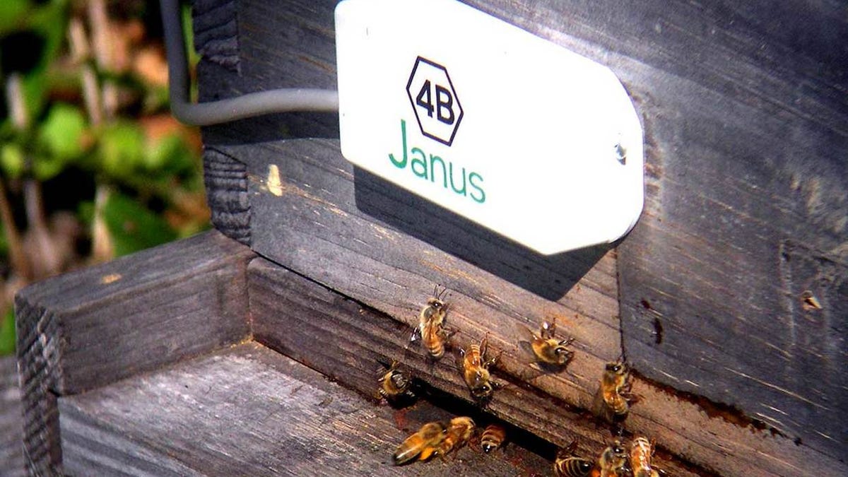 The sensor allows beekeepers to catch bees before swarming