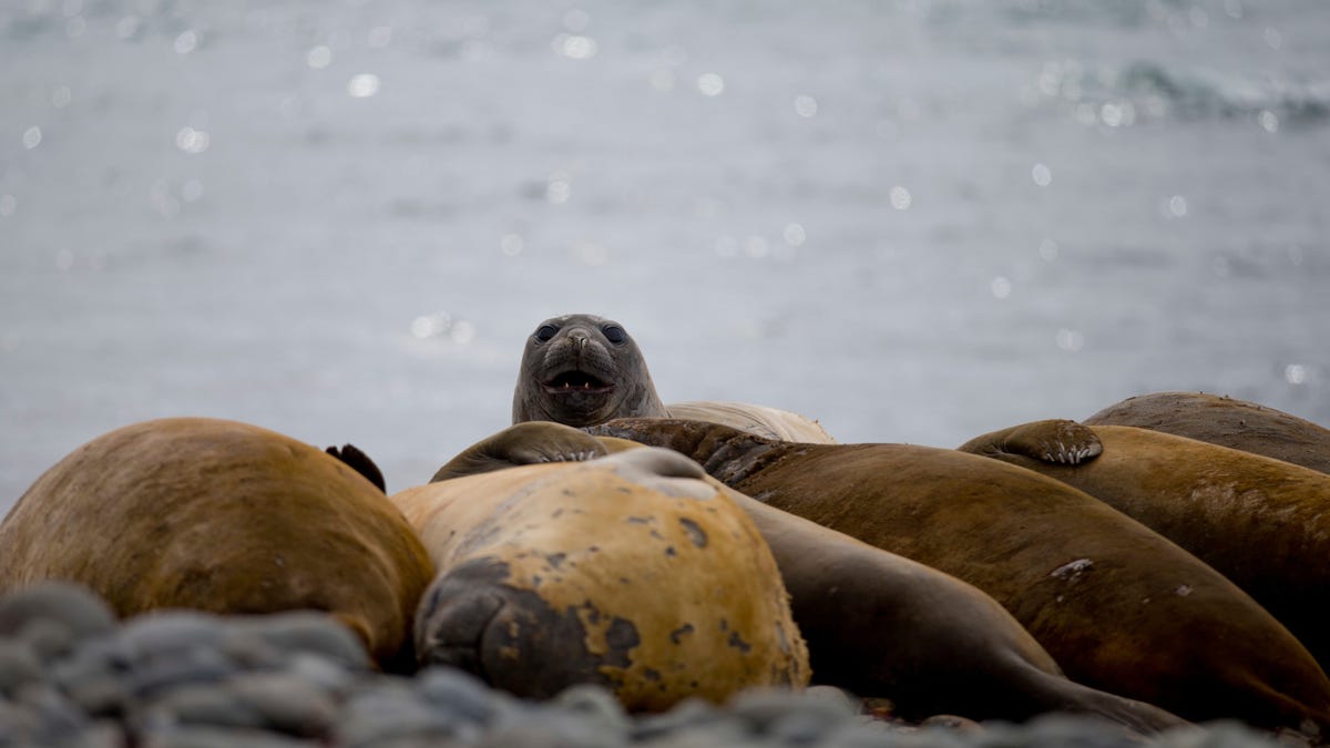 The seals reveal changes to the largest imperial glacier in Antarctica