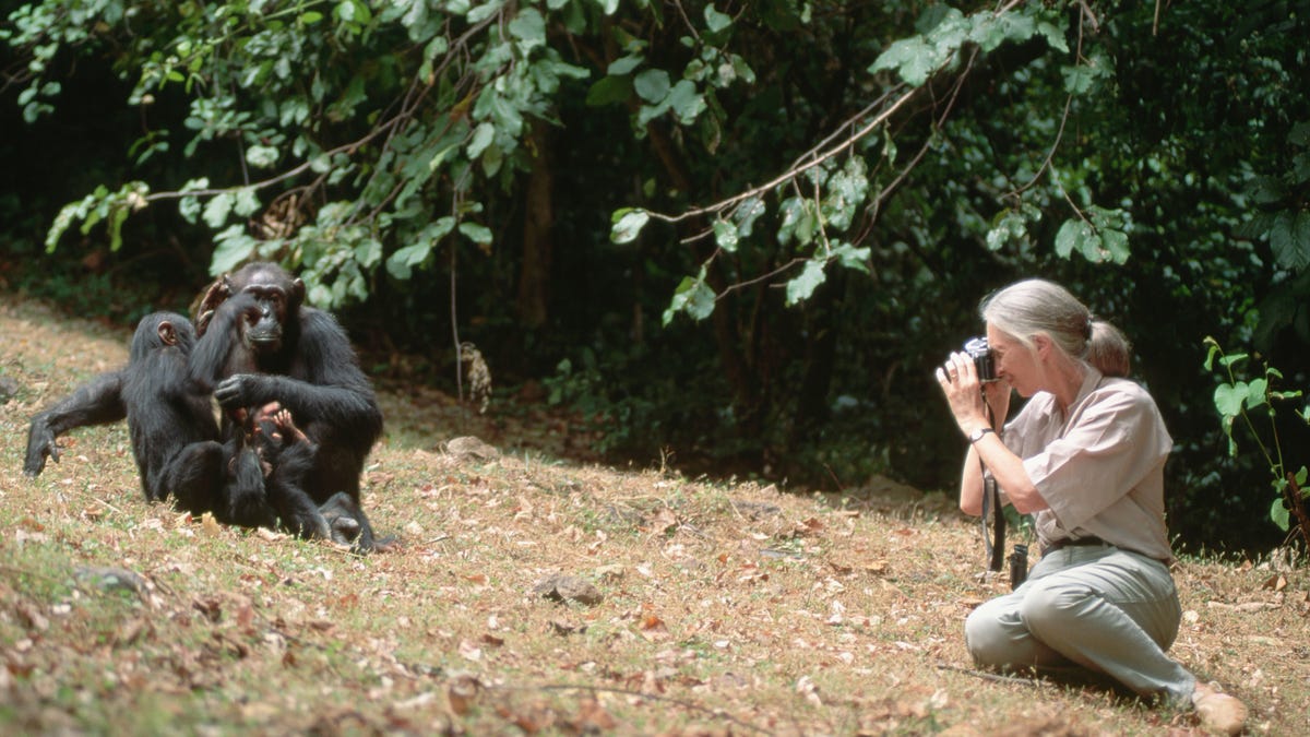 jane goodall chimpanzee culture