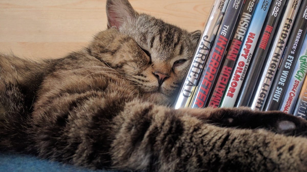 Cat Casually Enjoys Hd Dvd Collection