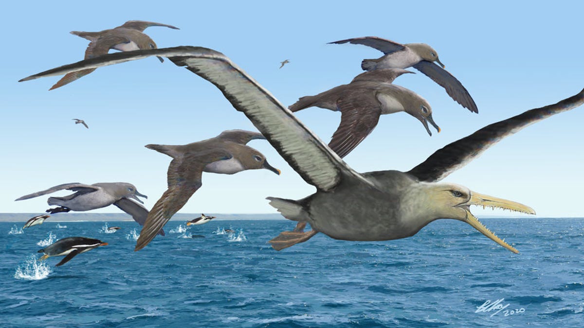 Birds With 20-Foot Wingspans Once Patrolled the Skies of Antarctica - Gizmodo