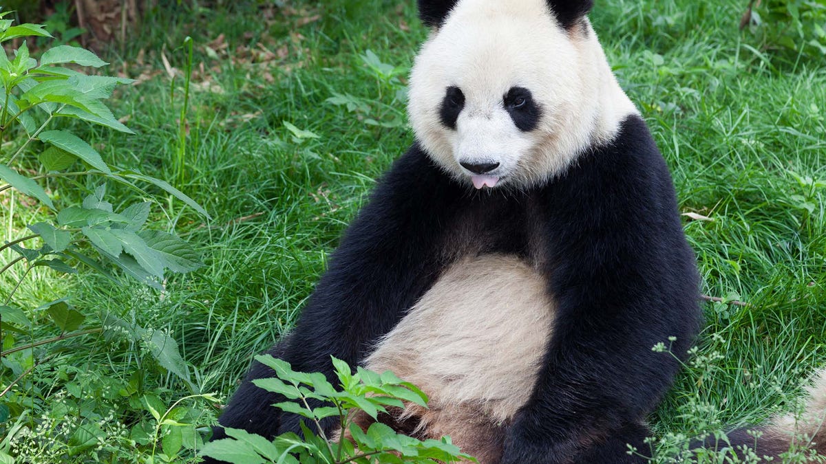 Self-Conscious Panda Swears It Overheard Zookeeper Refer To It As ‘Giant’