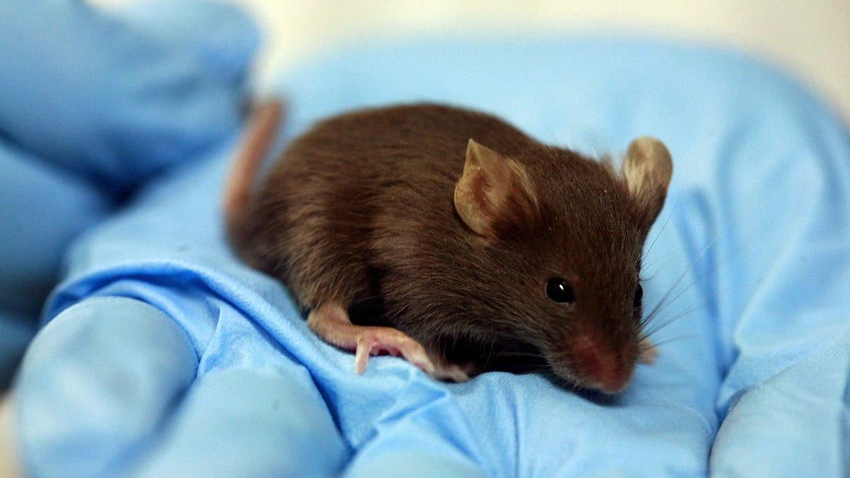 Rodents With Part-Human Brains Pose a New Challenge for Bioethics - Gizmodo thumbnail