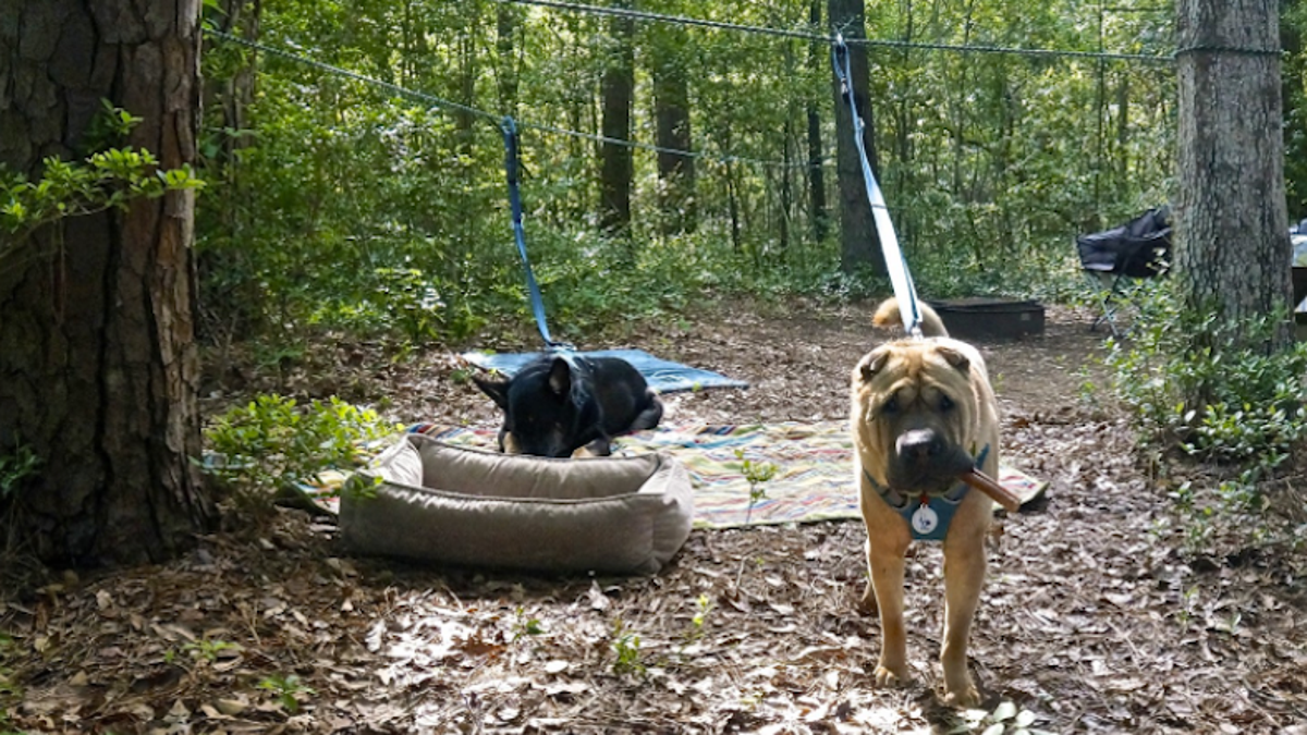 Make a Zip Line for Your Dog to Let Them Explore Safely