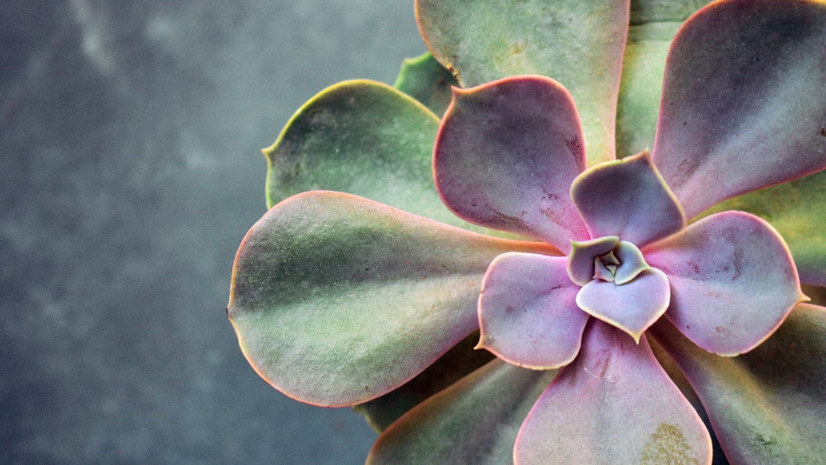 Steal Cuttings to Save Money on Plants
