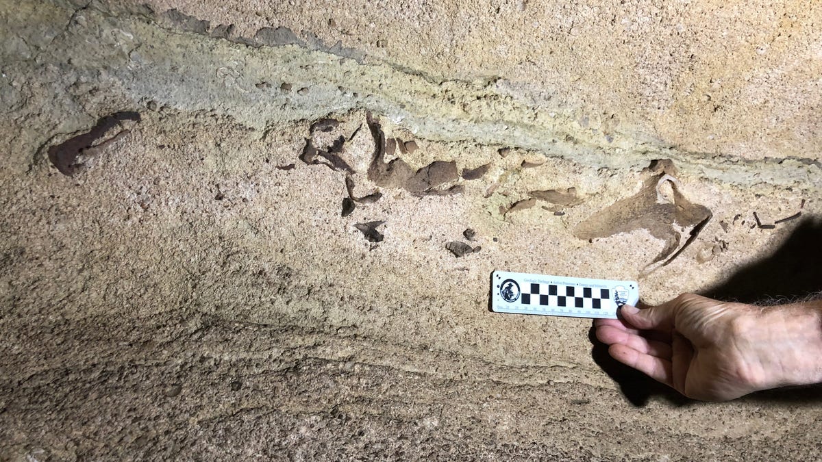 Jaw Of 330 Million Year Old Shark Found In Kentucky Cave