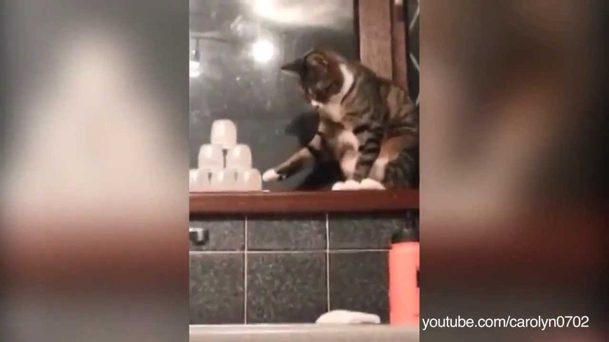 Why Cats Knock Stuff Over And How To Prevent It