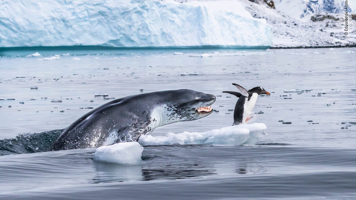 The Best Wildlife Photos Of 2019 Reveal Nature S Beauty And Ferocity A selection of highly commended images from the london natural history museum wildlife photographer of the year competition. the best wildlife photos of 2019 reveal