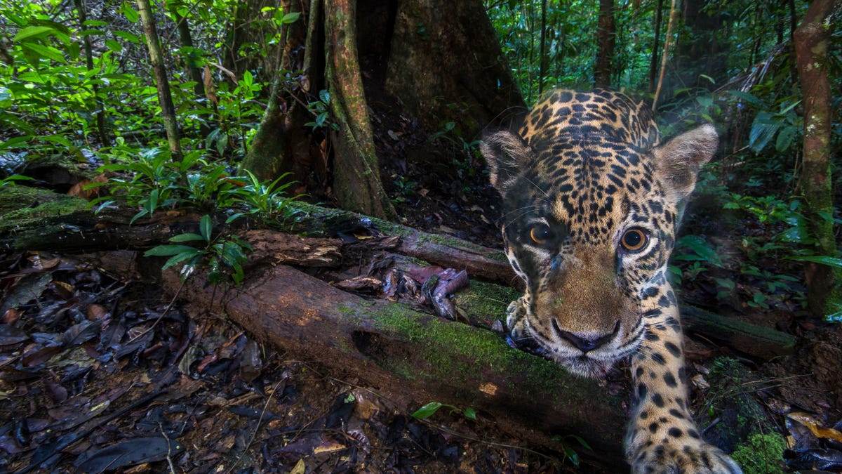 Google's New AI Project Could Be a Conservation Game Changer Google's New AI Project Could Be a Conservation Game Changer