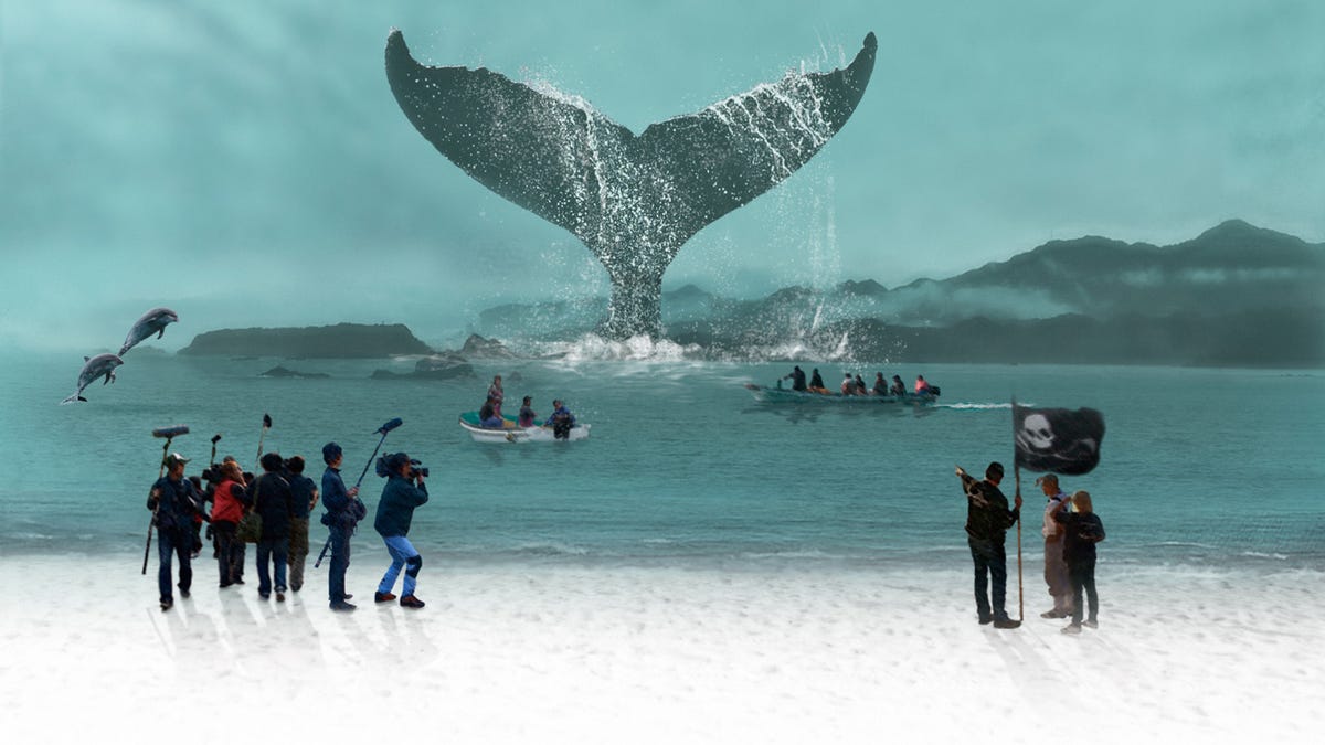 A Whale Of A Tale Documentary Debates Japan Dolphin Slaughter