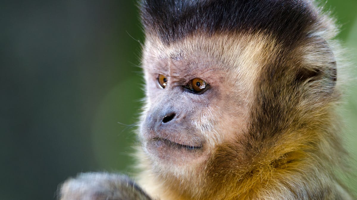 A Florida Restaurant S Monkey Mondays Have Been Cancelled