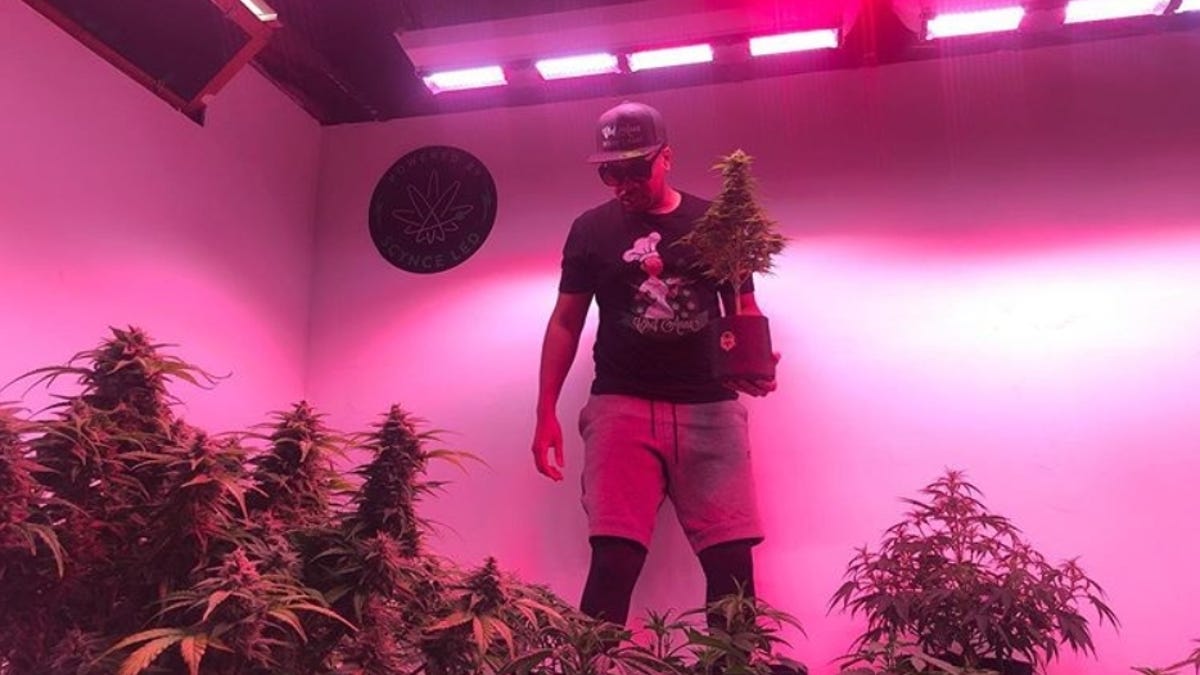 Twitch S Budding Weed Stars Are Doing Their Best To Educate People Whether Twitch Likes It Or Not