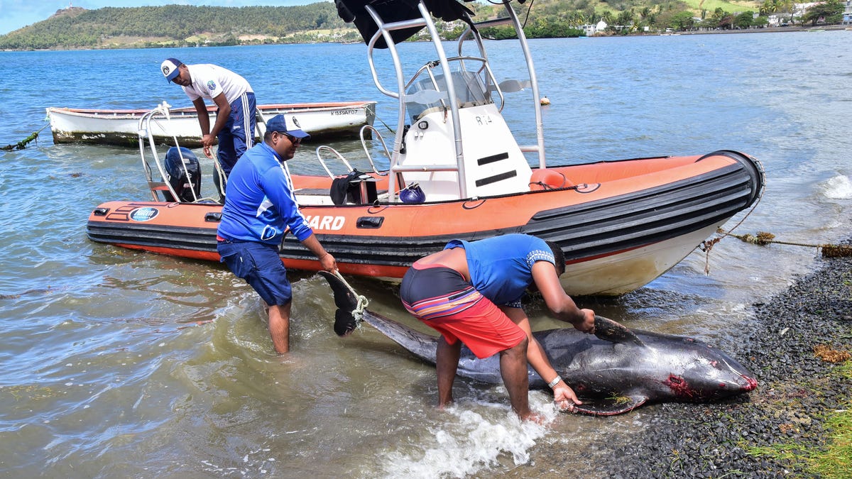 Dead Whales and Dolphins Are Washing Up on Beaches Near the Mauritius Oil Spill