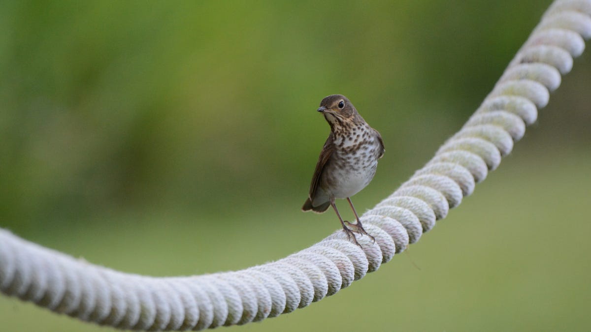 North American Birds Are Migrating Earlier Because of Climate Change - Gizmodo
