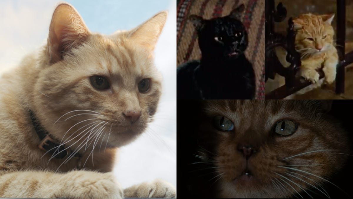 How To Be Human Life Lessons From 4 Cinematic Cats