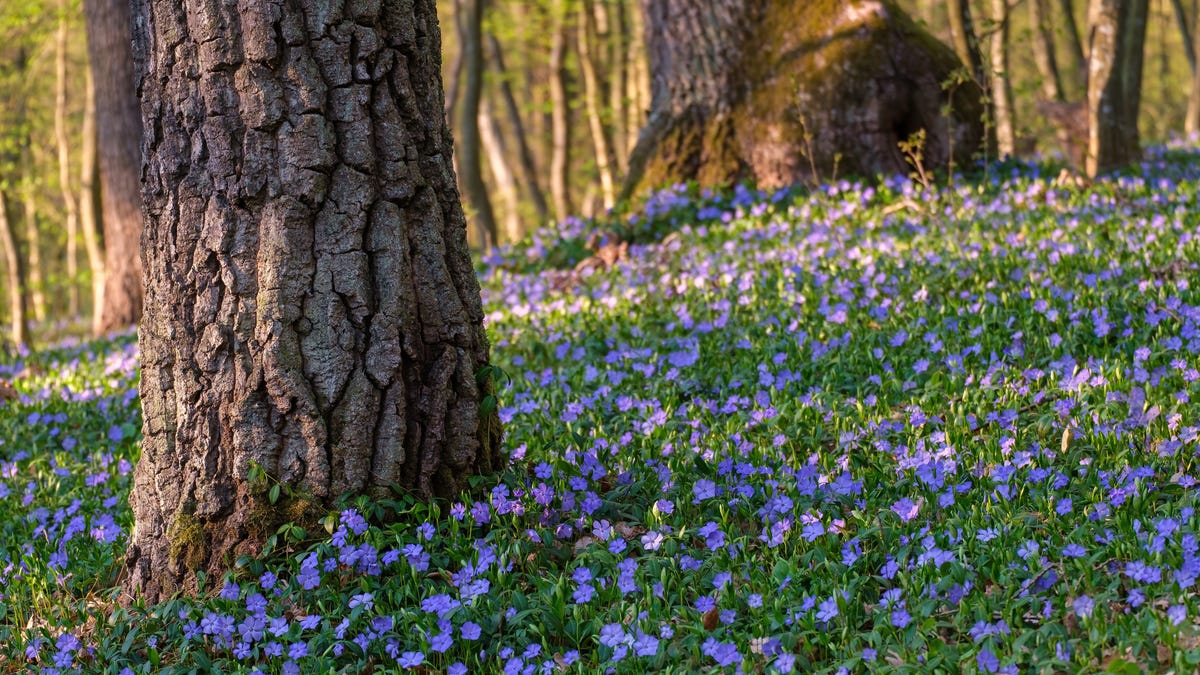 The way to Pick Plants That Will Grow Well Under Trees thumbnail