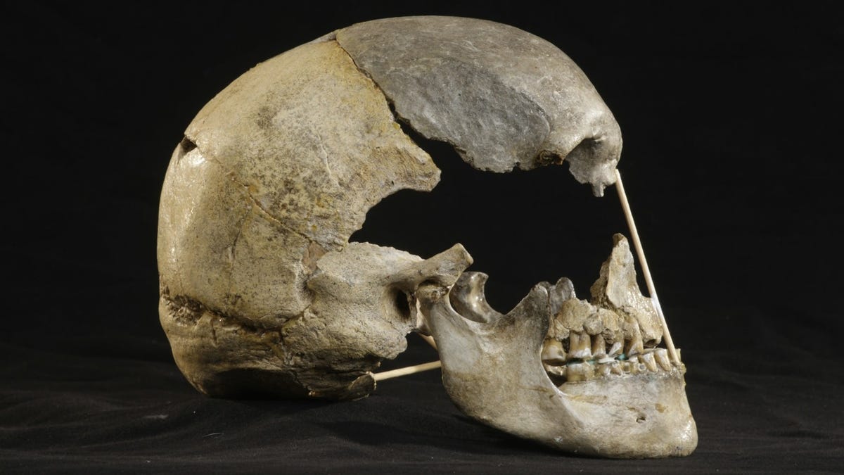 Skull from the Czech cave may contain the oldest modern human genome