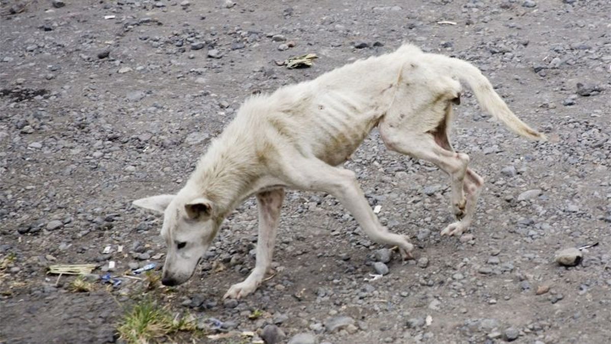 Look At This Starving Stray Dog S Amazing Transformation