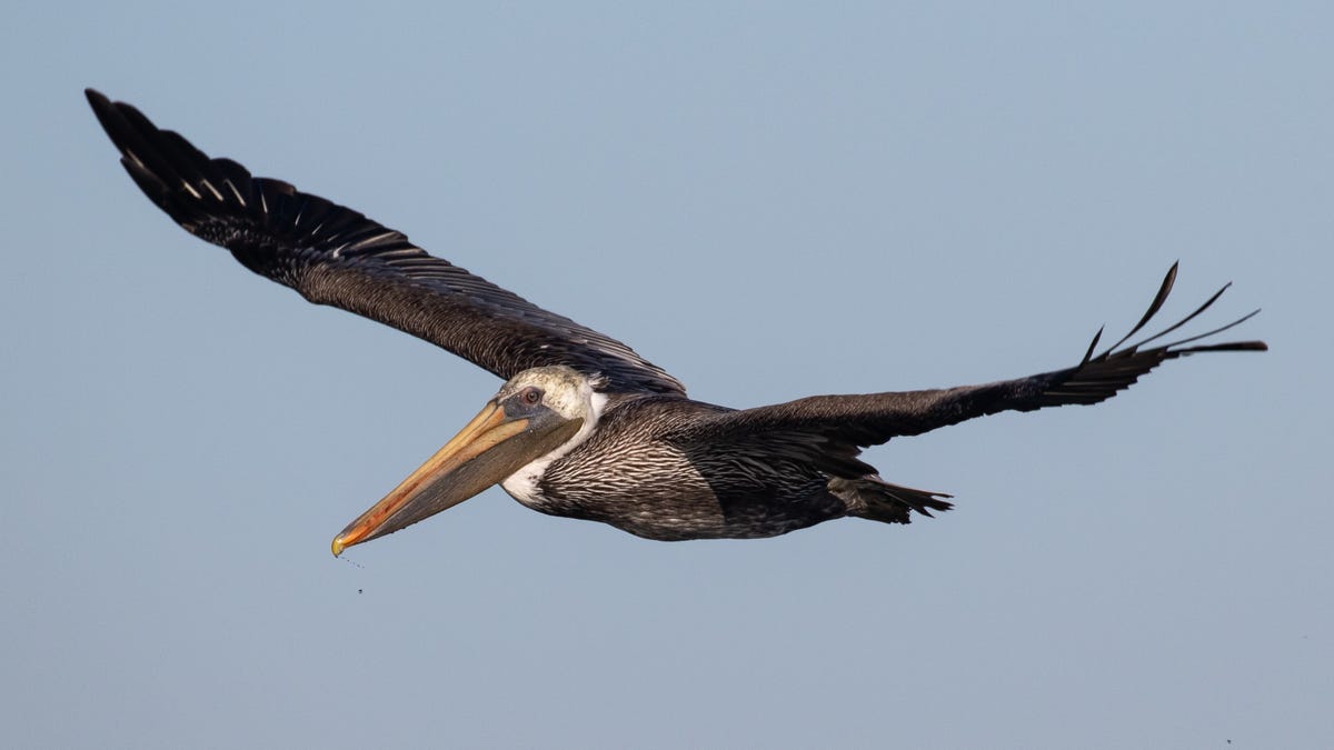 Report Finds Nearly Two-Third of America's Birds Vulnerable to Extinction From Climate Change