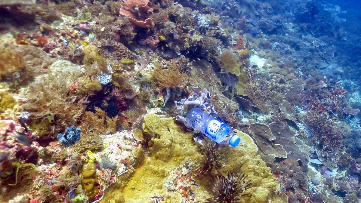 We're Poisoning Coral Reefs With Plastic