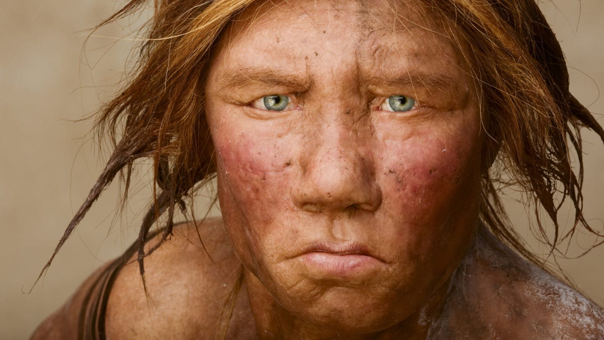 Did Neanderthals Die Because They Didn T Have Jackets It S