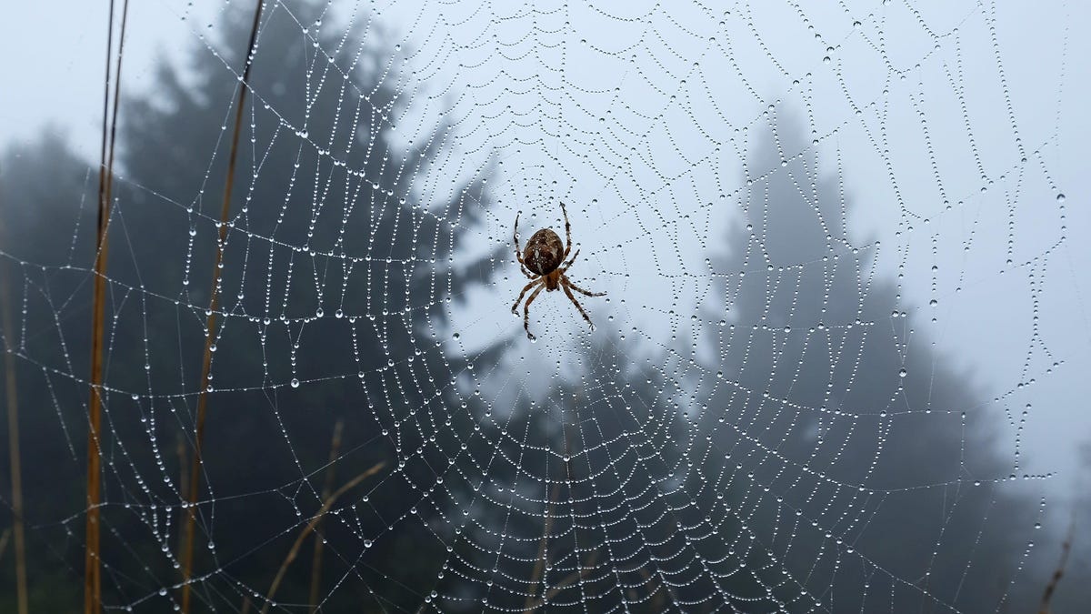 MIT Researchers Want to Talk to Spiders - Gizmodo