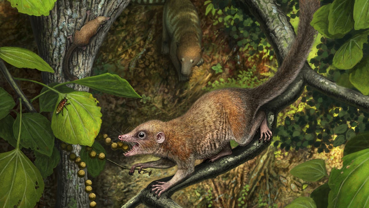 Primates appeared almost immediately after the dinosaurs disappeared, new research suggests