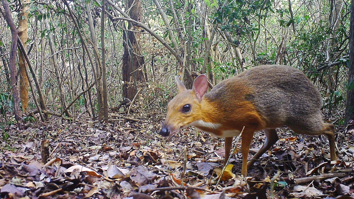 'Lost' Species of Mouse-Deer Spotted in Vietnam After 30 Years