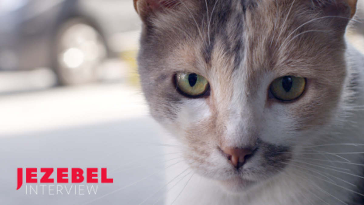 How the Cats of Istanbul Became Movie Stars