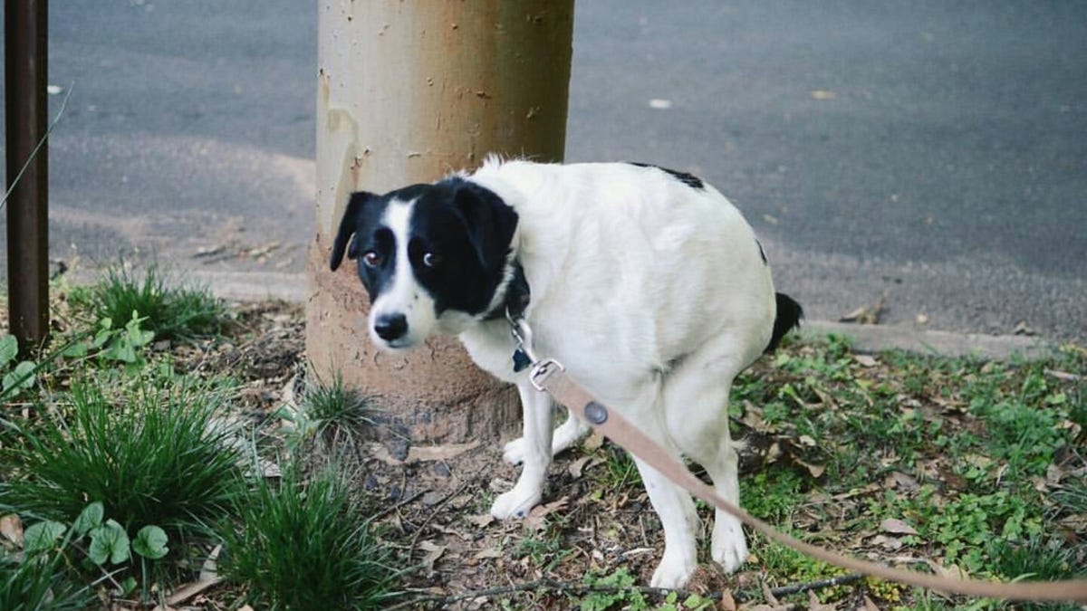 perro que hace caca en el inodoro