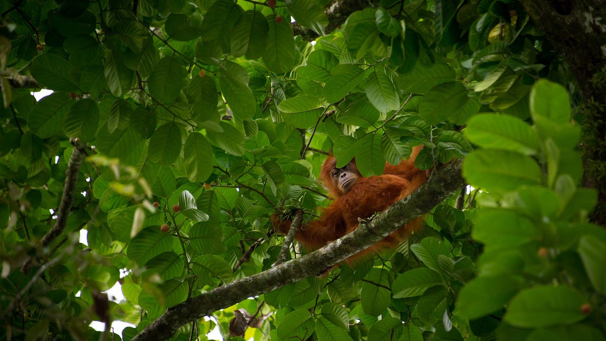 This ‘life map’ shows where undiscovered species may be hiding