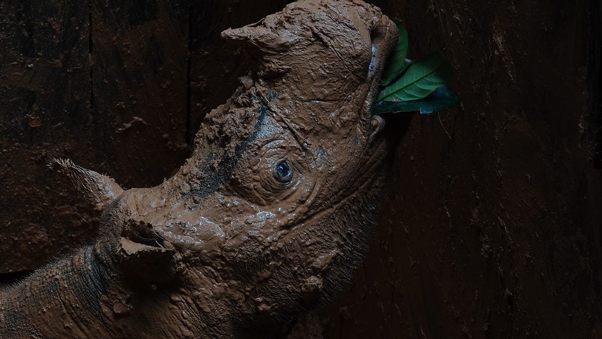 Scientists Just Rescued One Of The Last Sumatran Rhinos To Save The Entire Species