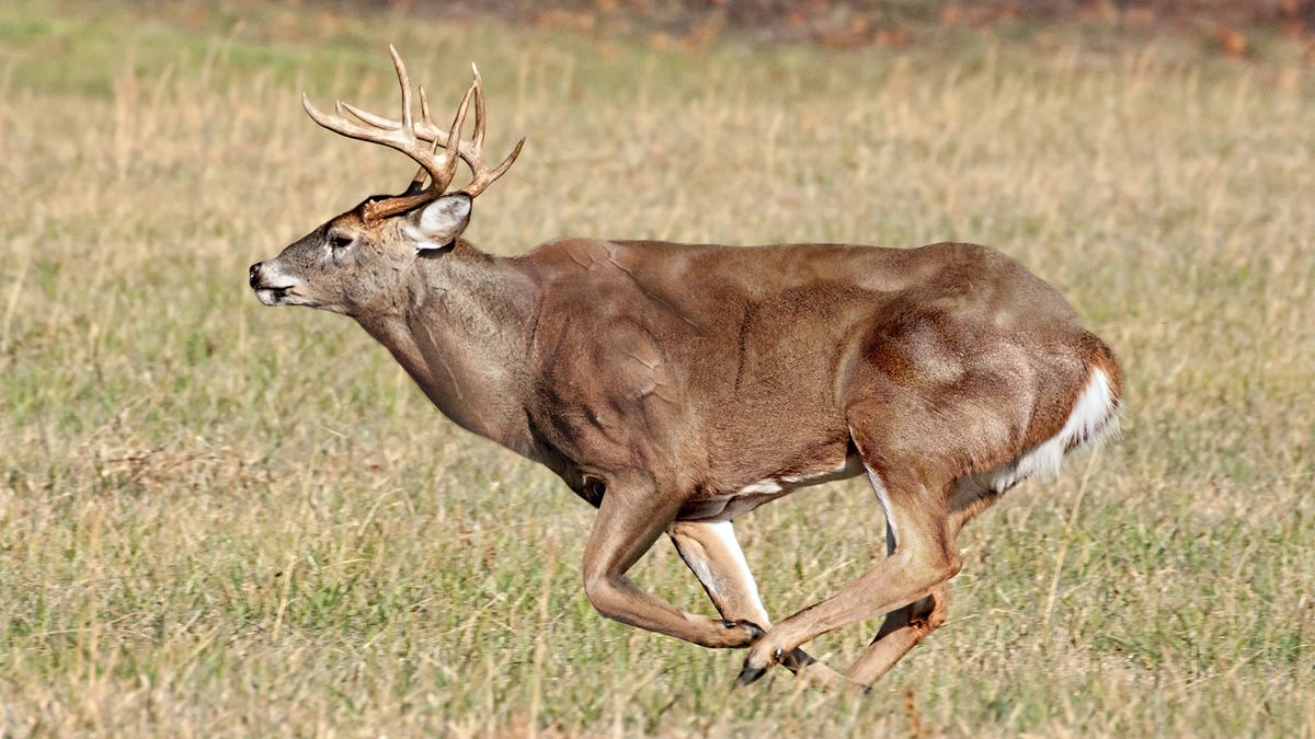 Zoologists Discover New Fastest Land Animal After Pumping White-Tailed Deer  Full Of Steroids